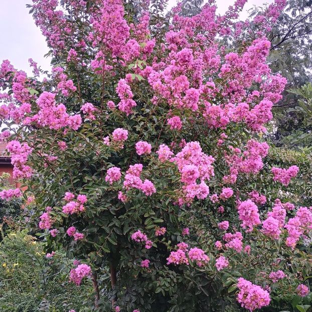  - arbori ornamentali 2024