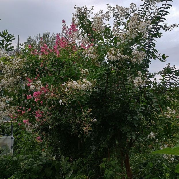  - arbori ornamentali 2024