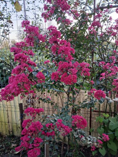  - 0 Lagestroemia-liliac indian