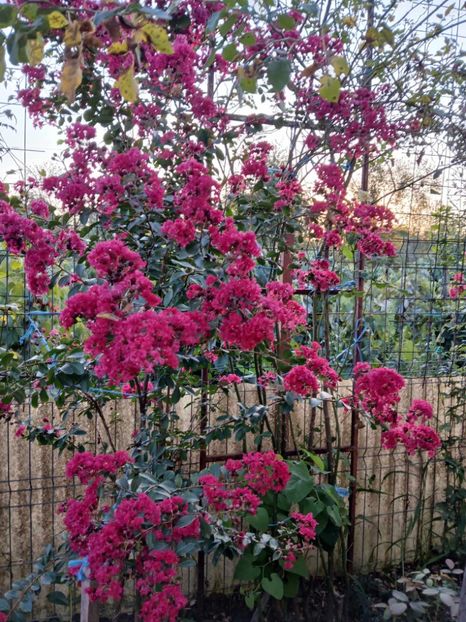  - 0 Lagestroemia-liliac indian