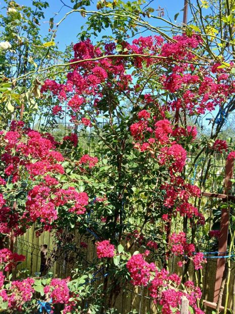  - 0 Lagestroemia-liliac indian