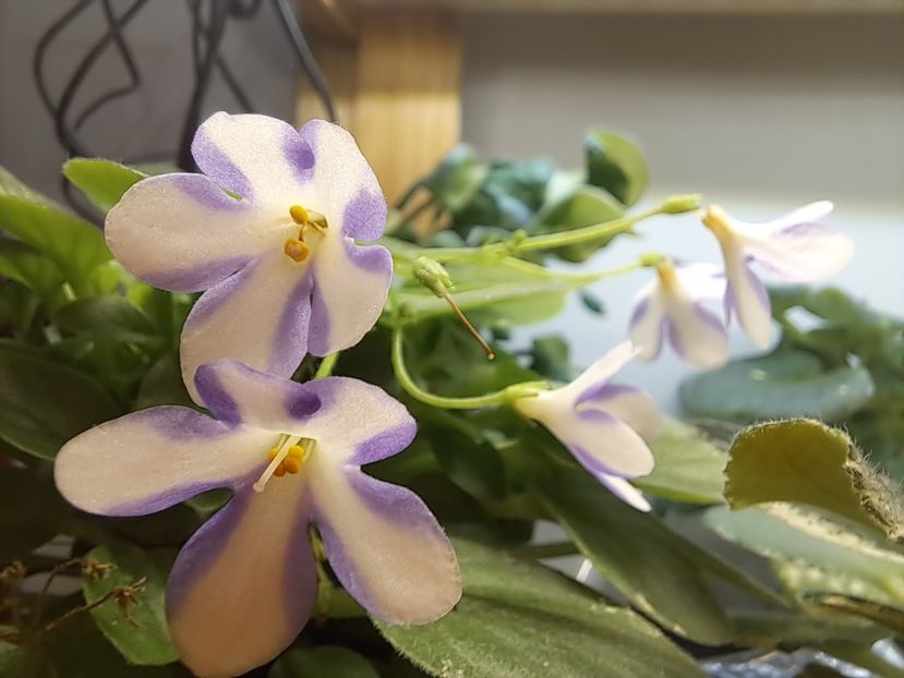  - Violeta Pony Ride - flower chimera