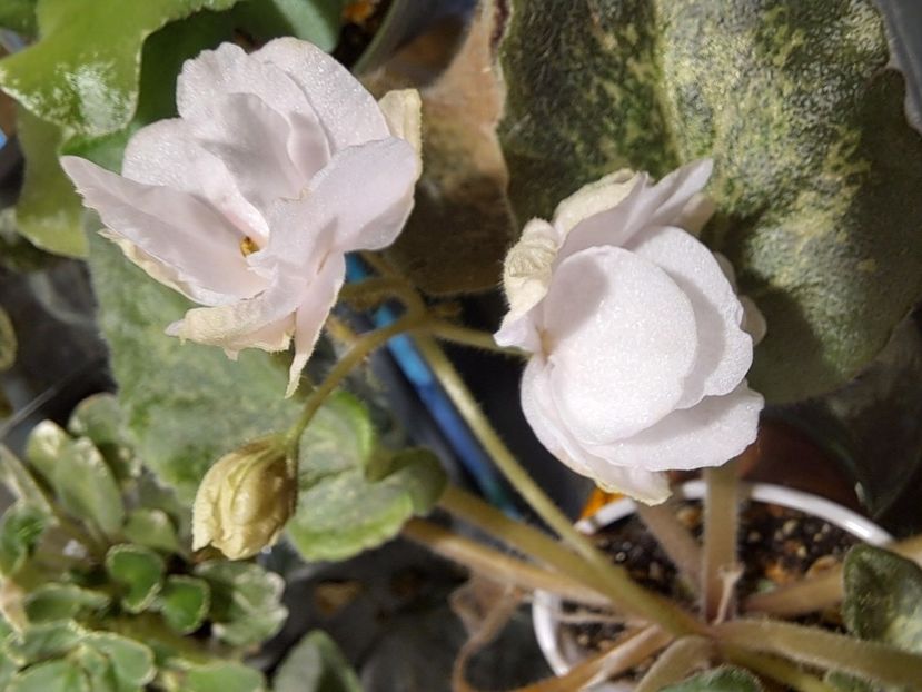  - Violeta SV Gorod Verona