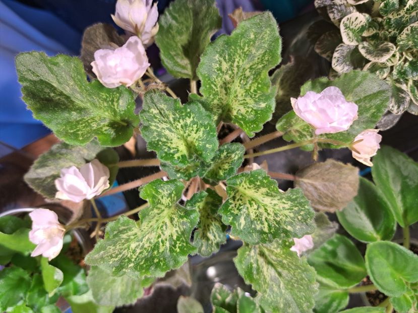  - Violeta SV Gorod Verona