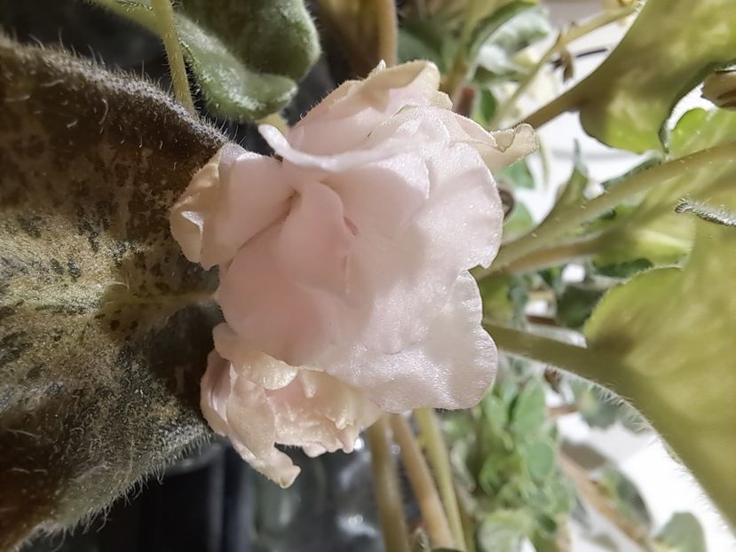  - Violeta SV Gorod Verona