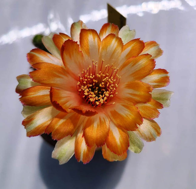 NC63 - Lobivia hb NC63