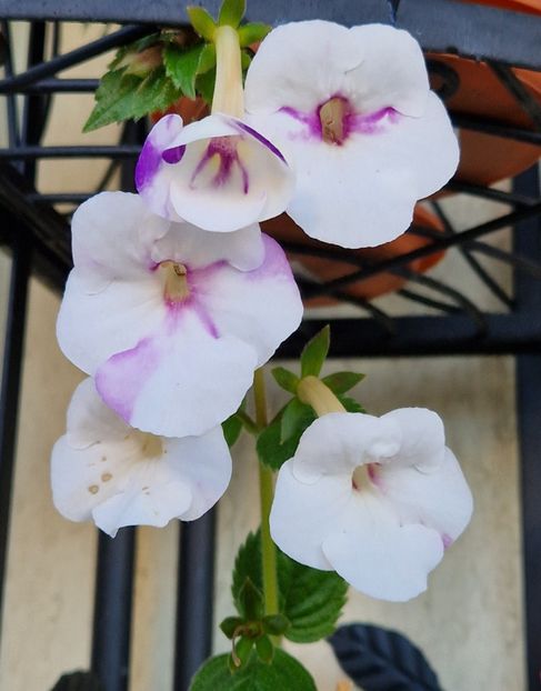  - Rfs Mexican Velvet White