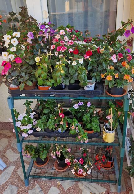  - Achimenes 2024-poze de grup