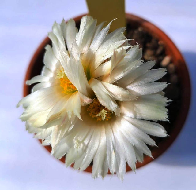 Coryphantha maiz-tablasensis - Coryphantha maiz-tablasensis