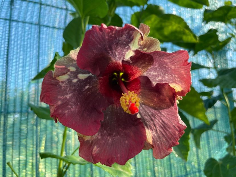  - Luv -Posog- Memories