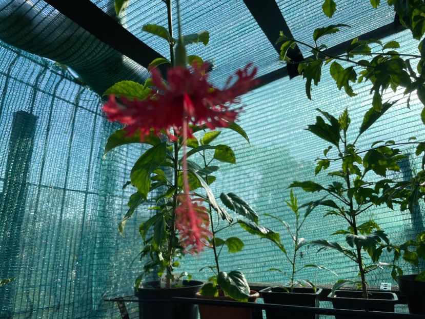  - Schizopetalus