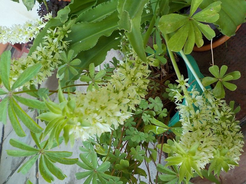  - eucomis