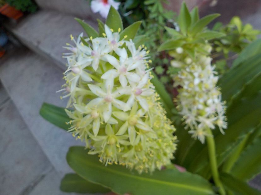  - eucomis