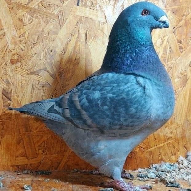  - Porumbei Vânduți