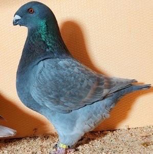  - Porumbei Vânduți