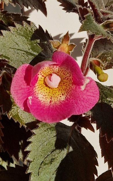 Rf's Roberto s Rainbow Dream - Achimenes 2024