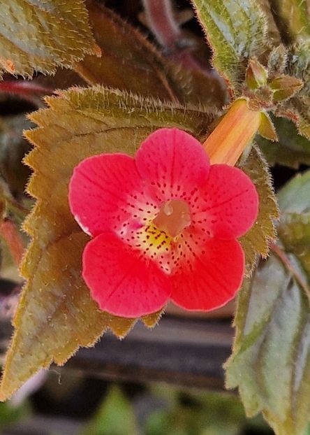 Rf s Mr Lawn - Achimenes 2024