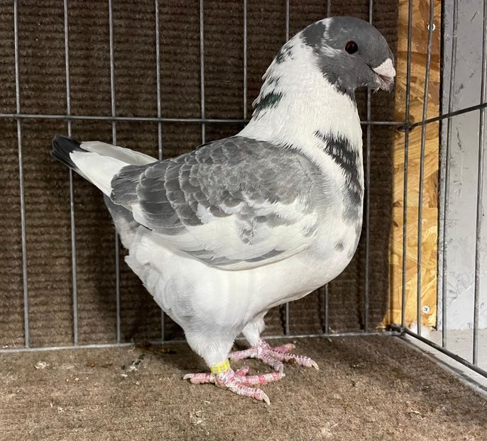  - Porumbei Vânduți