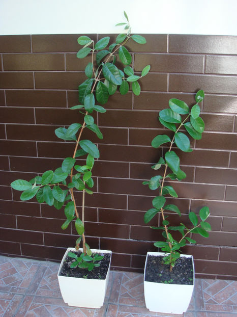  - Feijoa