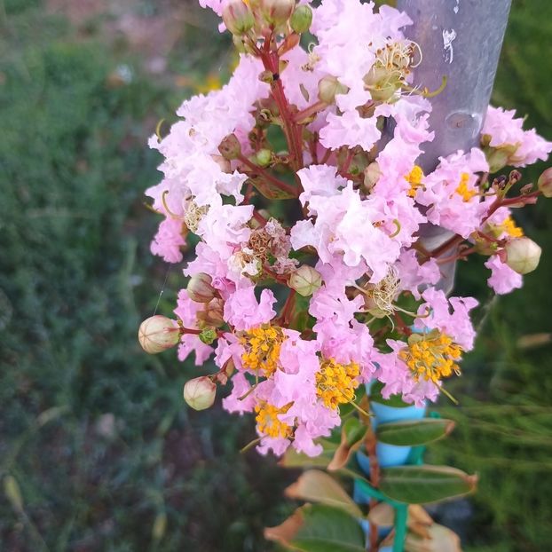 Liliac indian roz deschis - arbori ornamentali 2024