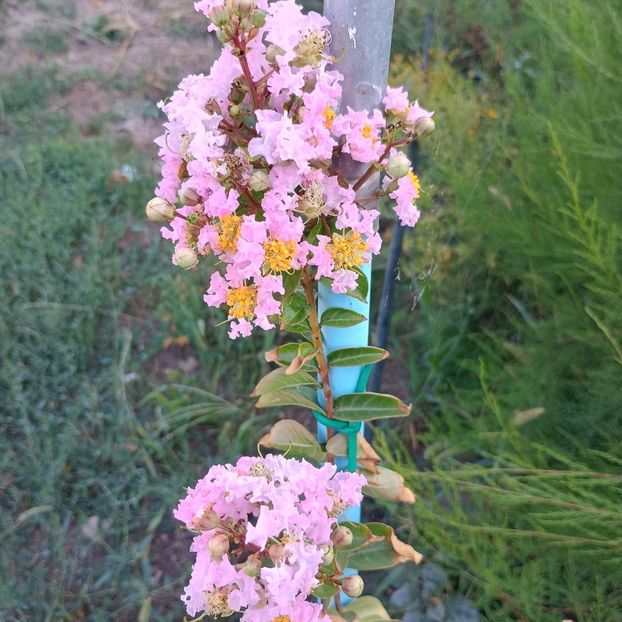  - arbori ornamentali 2024