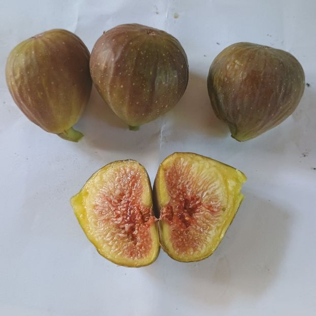 s Brunswick - Arbori fructiferi 2024