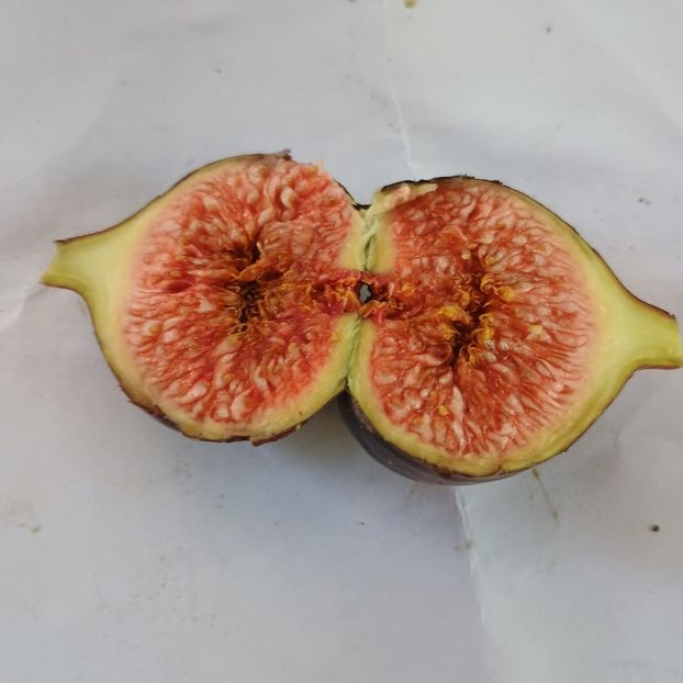 S. Brogiotto - Arbori fructiferi 2024