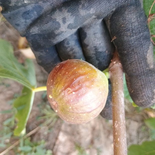 s.Brunswick - Arbori fructiferi 2024