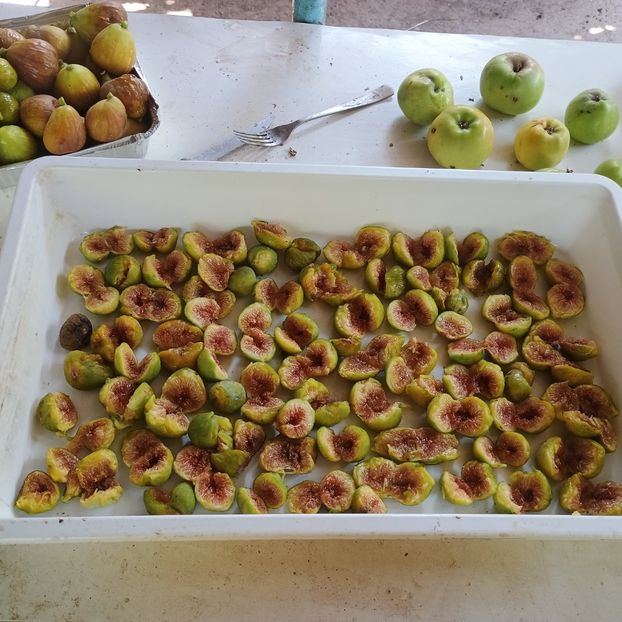  - Arbori fructiferi 2024