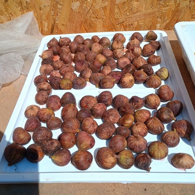  - Arbori fructiferi 2024