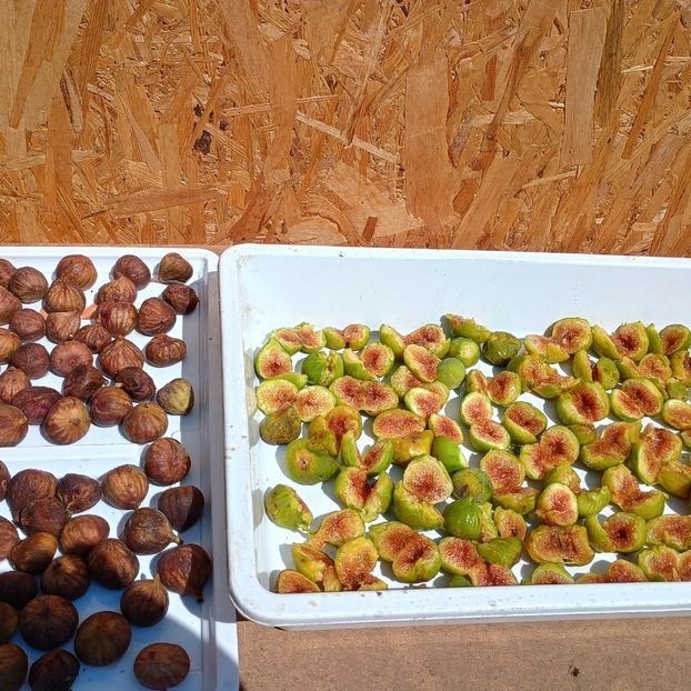  - Arbori fructiferi 2024