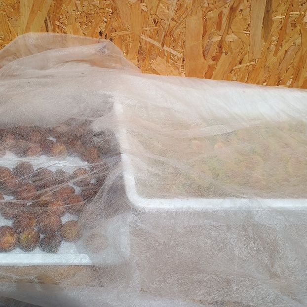  - Arbori fructiferi 2024