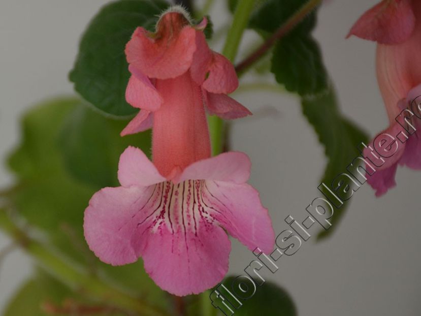  - GLOXINIA-SINNINGIA _COLECTIA 2020_2024