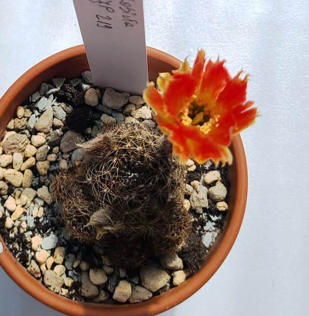 Lobivia hb JP219 - Lobivia hb JP219