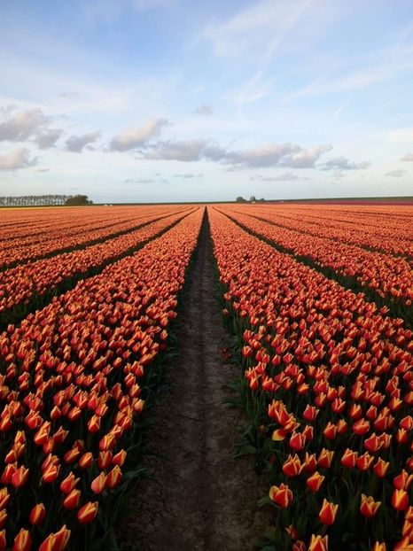 Dutchman loving tulips? What a surprise! - Collection of Tintypes