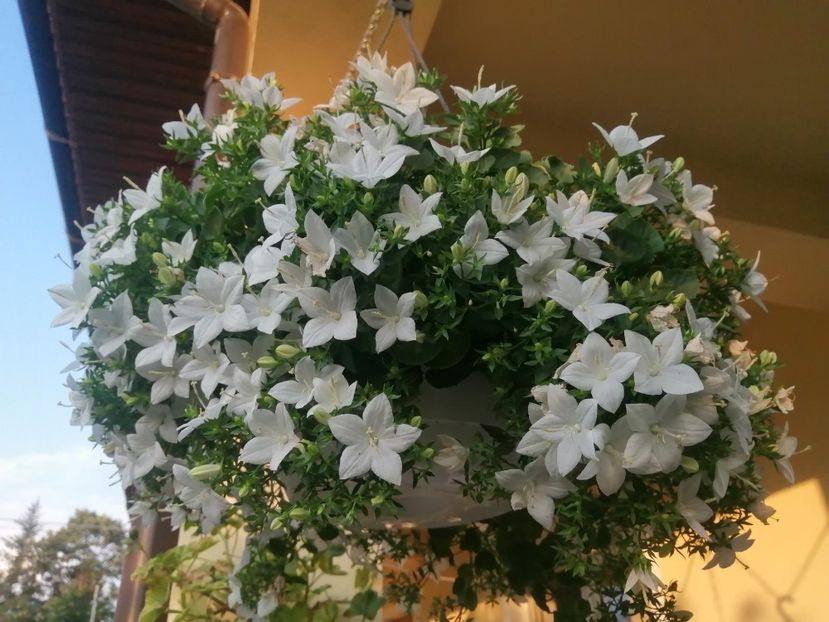  - Campanula
