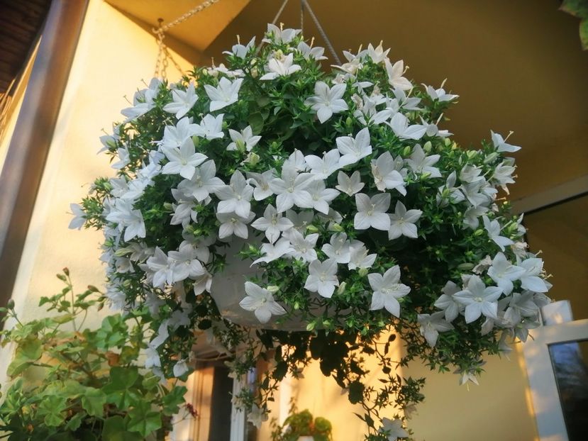  - Campanula