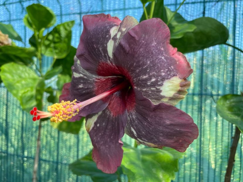  - 001 - Hibiscusi 2024 - 1