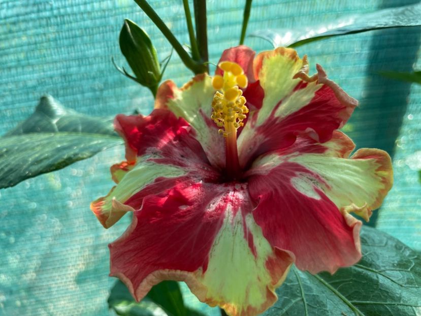  - 001 - Hibiscusi 2024 - 1