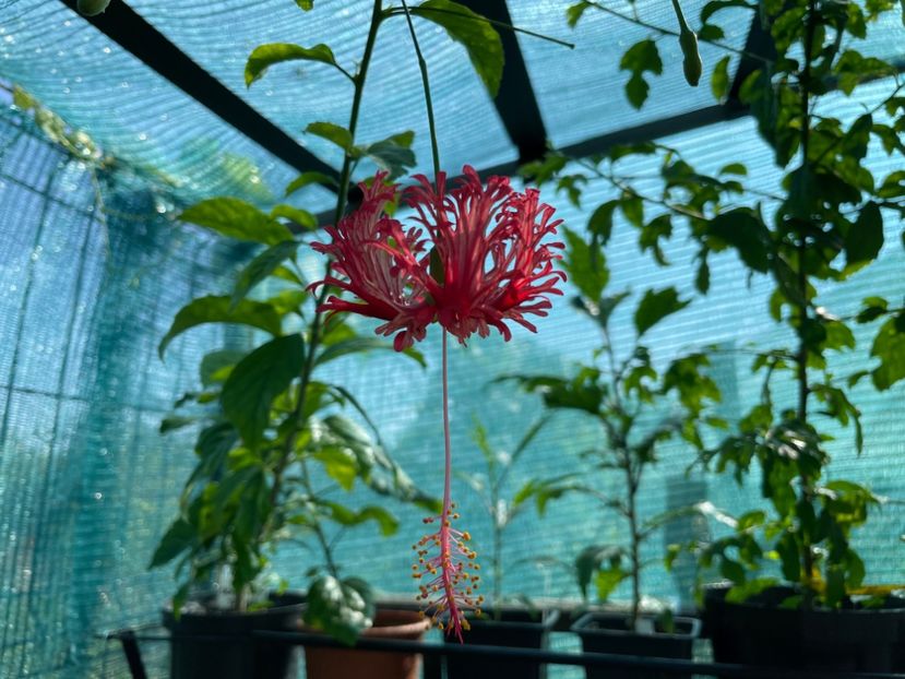  - 001 - Hibiscusi 2024 - 1