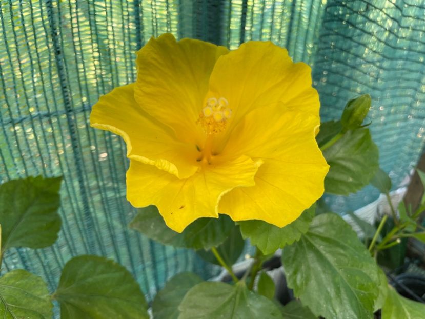  - 001 - Hibiscusi 2024 - 1