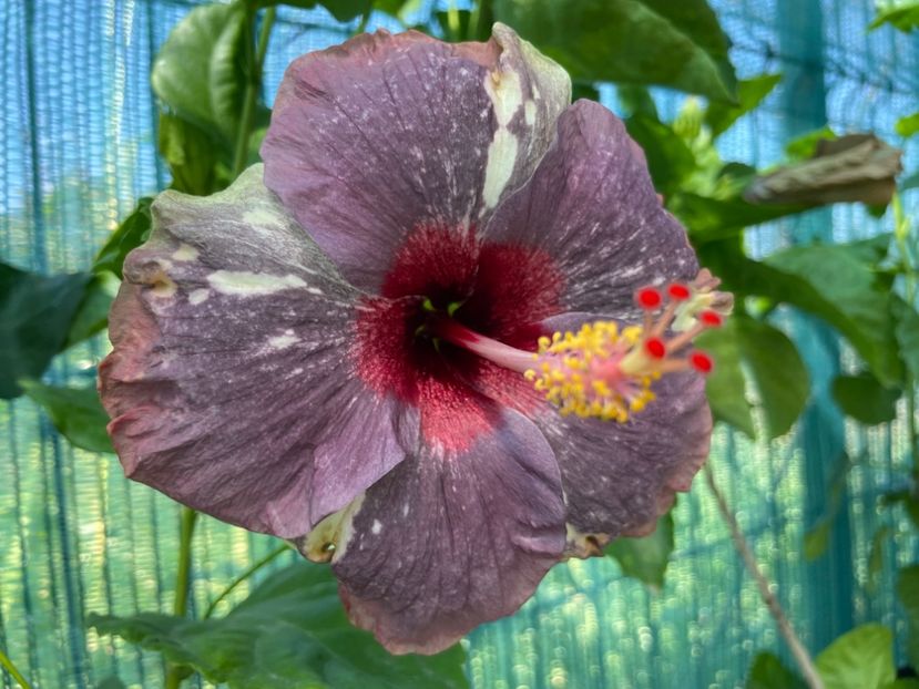  - 001 - Hibiscusi 2024 - 1