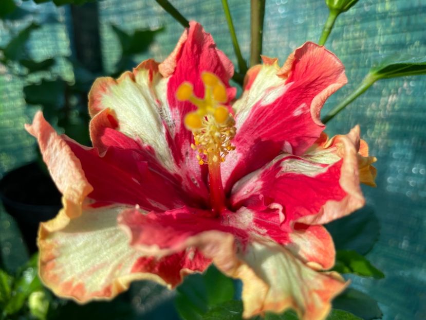  - 001 - Hibiscusi 2024 - 1