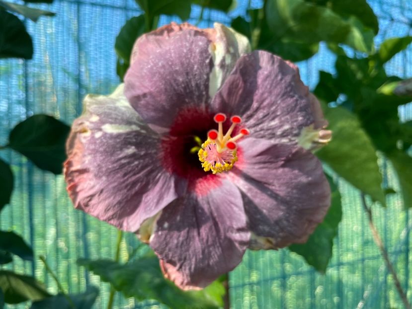  - 001 - Hibiscusi 2024 - 1