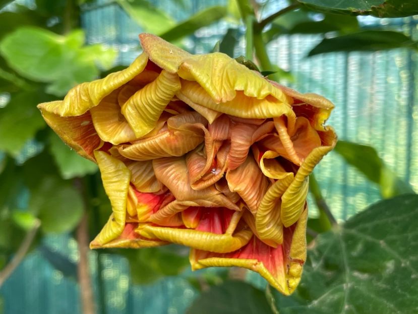  - 001 - Hibiscusi 2024 - 1