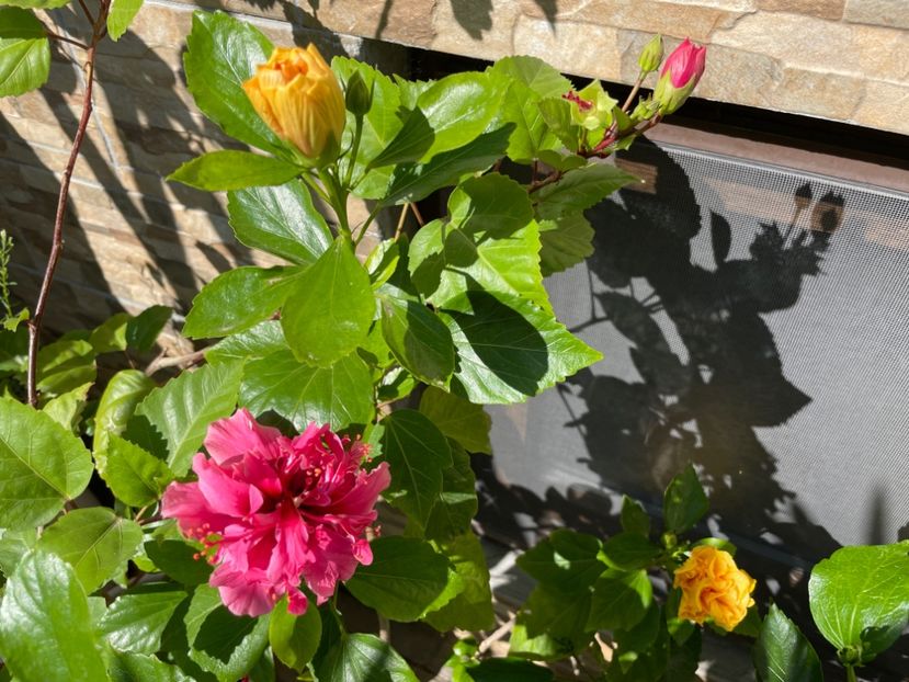  - 001 - Hibiscusi 2024 - 1