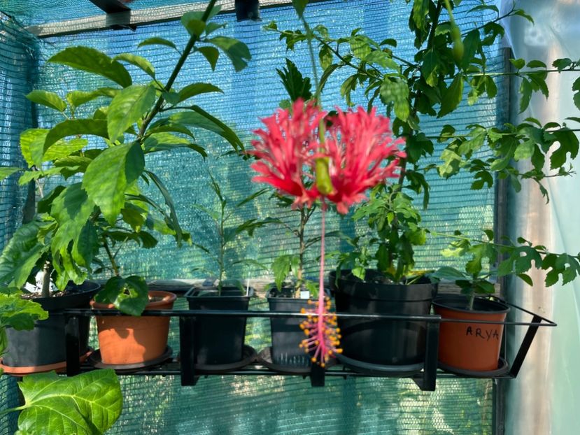  - Schizopetalus