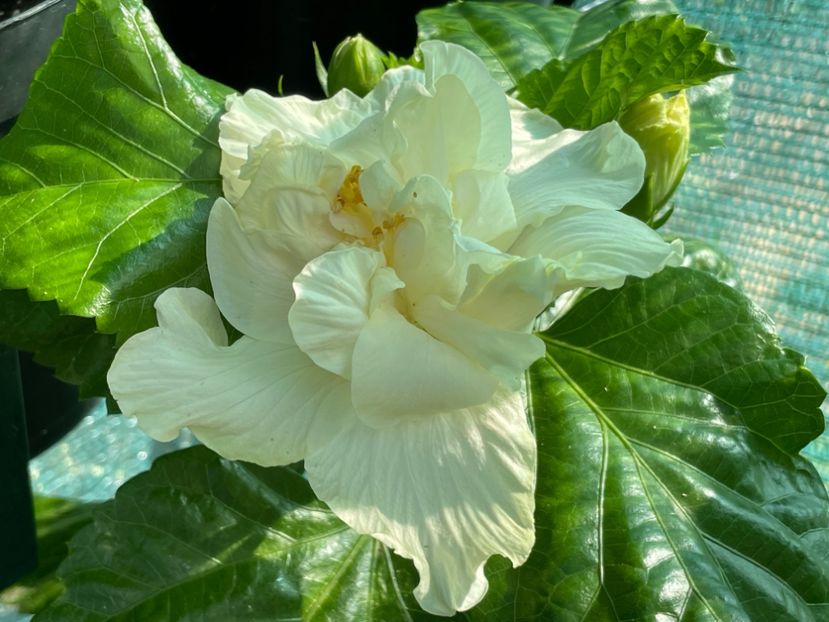  - Elephant Ear