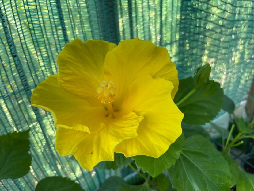  - Clasici - Apricot Dublu și Alb Dublu