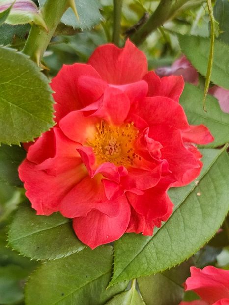  - Trandafiri 2023 3 2024